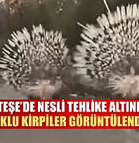 Menteşe'de Nesli Tehlike Altındaki Oklu Kirpiler Görüntülendi