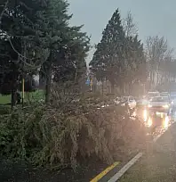 Menteşe'de şiddetli fırtınada ağaç devrildi, trafik durdu