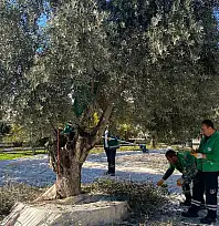 Milas Belediyesi park ve yeşil alanlarda zeytin hasadına devam ediyor