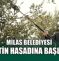 Milas Belediyesi zeytin hasadına başladı