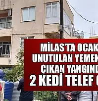 Milas'ta ocakta unutulan yemekten çıkan yangında 2 kedi telef oldu