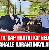 Milas'ta 'şap hastalığı' nedeniyle 11 mahalle karantinaya alındı