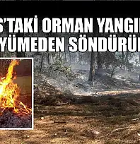 Milas'taki orman yangınları büyümeden söndürüldü