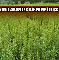 Muğla'da atıl araziler biberiye ile canlanıyor