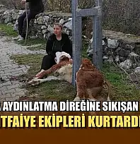 Muğla'da Aydınlatma direğine sıkışan buzağıyı itfaiye ekipleri kurtardı