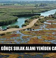 Muğla'da Gökçe Sulak alanı yeniden canlanıyor