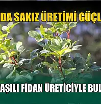 Muğla'da sakız üretimi güçleniyor, bin 500 aşılı fidan üreticiyle buluşuyor