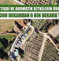 Muğla'da tıbbi ve aromatik bitkilerin üretim alanı 10 yılda 300 dekardan 6 bin dekara yükseldi