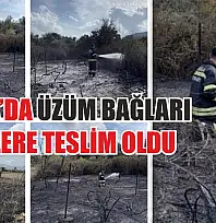 Muğla'da üzüm bağları alevlere teslim oldu