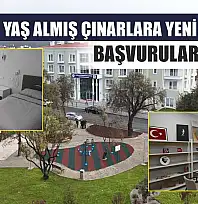 Muğla'da Yaş Almış Çınarlara Yeni Bir Yuva: Başvurular Başladı