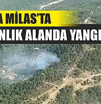 Muğla Milas'ta ormanlık alanda yangın