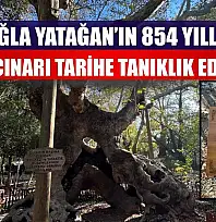 Muğla Yatağan'ın 854 Yıllık Anıt Çınarı Tarihe Tanıklık Ediyor