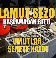 Palamut sezonu başlamadan bitti, umutlar seneye kaldı