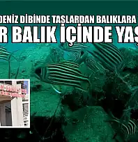 Profesör deniz dibinde taşlardan balıklara yuva yaptı: 12 tür balık içinde yaşıyor
