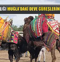 Şap Hastalığı Muğla'daki deve güreşlerini de vurdu