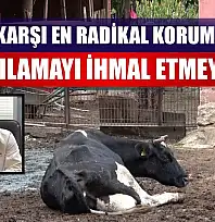 Şapa karşı en radikal koruma aşı: Aşılamayı ihmal etmeyin