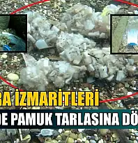 Sigara izmaritleri denizde pamuk tarlasına dönüştü