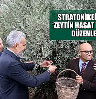 Stratonikeia'da ilk 'Zeytin Hasat Festivali' düzenlendi