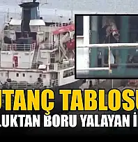 Susuzluktan boru yalayan inekler