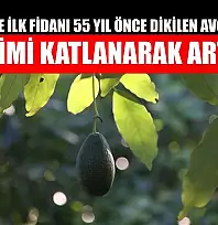Türkiye'de ilk fidanı 55 yıl önce dikilen avokadonun üretimi katlanarak artıyor