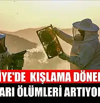 Türkiye'de kışlama döneminde arı ölümleri artıyor