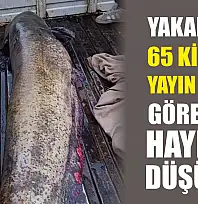 Yakalanan 65 kiloluk yayın balığı görenleri hayrete düşürdü