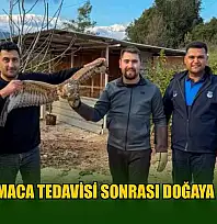 Yaralı atmaca tedavisi sonrası doğaya bırakıldı