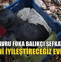 Yavru foka balıkçı şefkati: 'Seni iyileştireceğiz evlat'