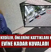 Yavru kediler, önlerine kattıkları kadını evine kadar kovaladı