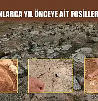 Yüz milyonlarca yıl önceye ait fosiller bulundu