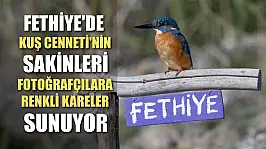 Fethiye'de Kuş Cenneti'nin sakinleri, fotoğrafçılara renkli kareler sunuyor