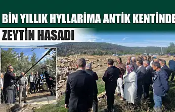 4 bin yıllık Hyllarima Antik Kentinde Zeytin hasadı