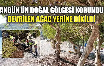 Akbük'ün Doğal Gölgesi Korundu: Devrilen Ağaç Yerine Dikildi