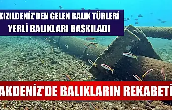 Akdeniz'de balıkların rekabeti: Kızıldeniz'den gelen balık türleri, yerli balıkları baskıladı