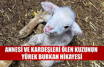 Annesi ve kardeşleri ölen kuzunun yürek burkan hikayesi