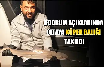 Bodrum açıklarında oltaya köpek balığı takıldı