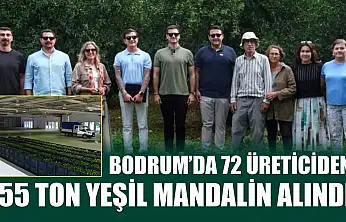 Bodrum'da 72 üreticiden 55 ton yeşil mandalin alındı