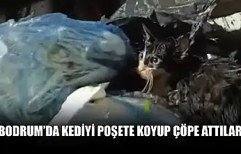 Bodrum'da kediyi poşete koyup çöpe attılar
