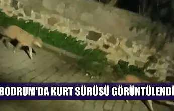Bodrum'da kurt sürüsü görüntülendi