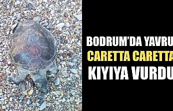 Bodrum'da yavru caretta caretta kıyıya vurdu