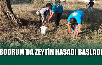 Bodrum'da zeytin hasadı başladı