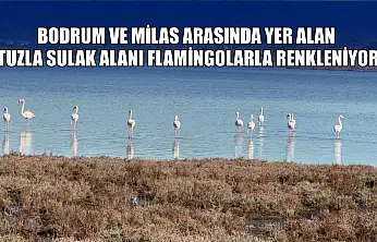 Bodrum ve Milas arasında yer alan Tuzla Sulak Alanı flamingolarla renkleniyor
