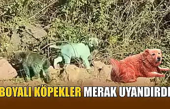 Boyalı köpekler merak uyandırdı