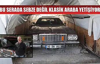 Bu serada sebze değil klasik araba yetişiyor