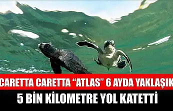 Caretta caretta 'Atlas' 6 ayda yaklaşık 5 bin kilometre yol katetti