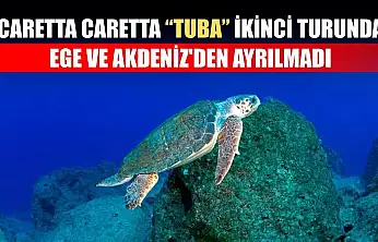 Caretta caretta 'Tuba' ikinci turunda Ege ve Akdeniz'den ayrılmadı