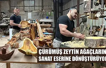 Çürümüş zeytin ağaçlarını sanat eserine dönüştürüyor