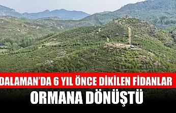 Dalaman'da 6 yıl önce dikilen fidanlar ormana dönüştü