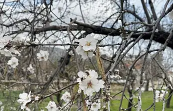 Datça'da badem ağaçları kış ortasında çiçek açtı
