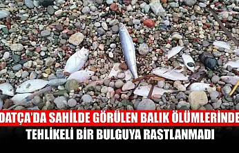 Datça'da sahilde görülen balık ölümlerinde tehlikeli bir bulguya rastlanmadı